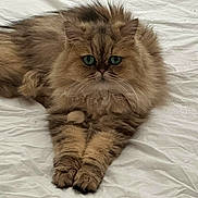 Pacino a rejoint le concours — aidez-le/la à gagner de superbes lots ! animal, bedspread, cat, cute, domestic_cat, feline, fluffy, green_eyes, indoor, long_hair, lying_down, mammal, paws, pet, relaxed, resting, soft_fur, tabby, whiskers, white_background