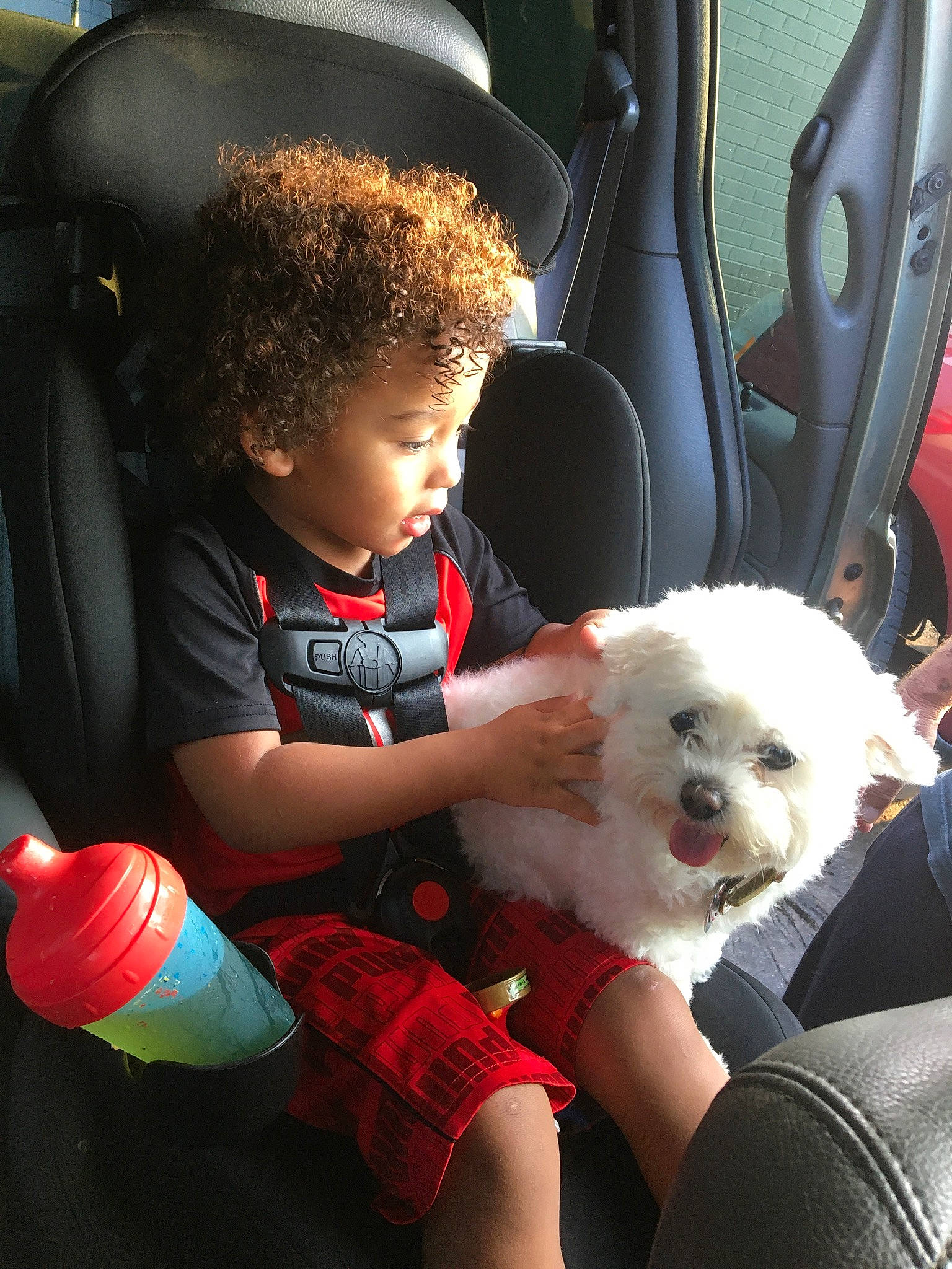 Kobe is registered to the contest to win money with this photo: auto_part, automotive_design, baby, car, car_seat, car_seat_cover, carnivore, child, comfort, companion_dog, dog, dog_breed, fun, mammal, person, poodle, sitting, toddler, toy_dog, vehicle_door