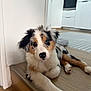 dog, puppy, australian_shepherd, pet, indoor, floor, hardwood_floor, kitchen, doorway, portrait, tricolor, fur, paw, nose, eyes, looking_at_camera, adorable, relaxed, young, home