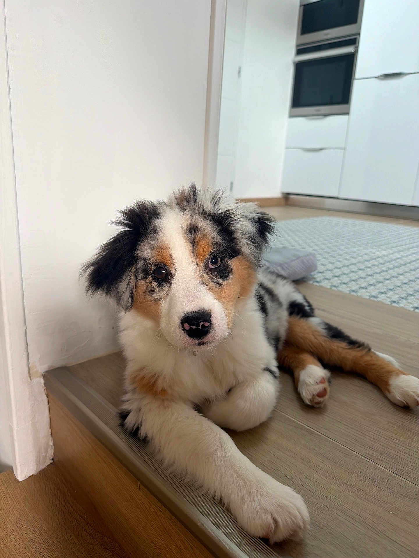 Artus participe au concours pour gagner de l'argent avec cette photo : dog, puppy, australian_shepherd, pet, indoor, floor, hardwood_floor, kitchen, doorway, portrait, tricolor, fur, paw, nose, eyes, looking_at_camera, adorable, relaxed, young, home