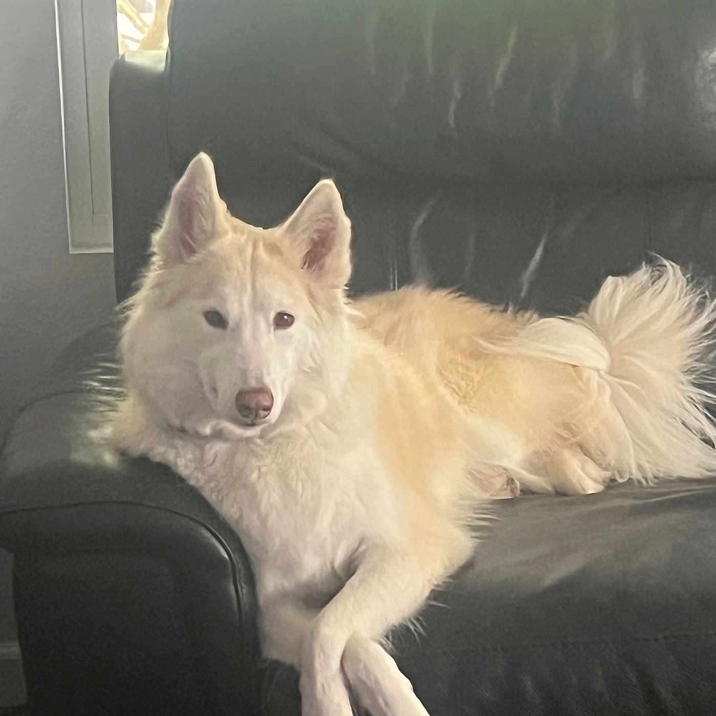 Blarg is registered to the contest to win money with this photo: black, calm, canine, companion, couch, cream_color, crossed_paws, dog, domestic_animal, fluffy, furniture, house, indoor, leather, lounge, pet, relaxed, resting, side_view, window