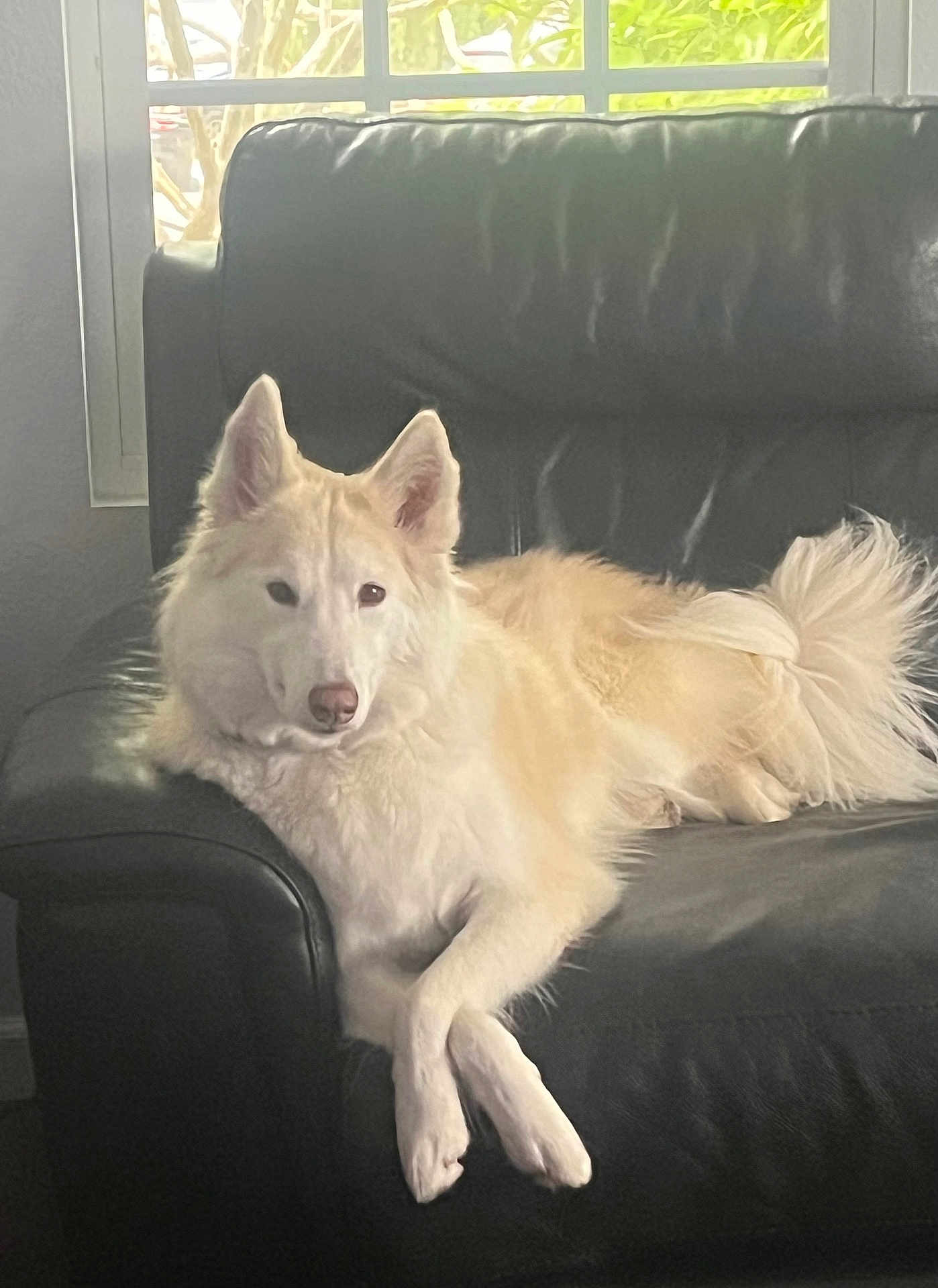 Blarg is registered to the contest to win money with this photo: black, calm, canine, companion, couch, cream_color, crossed_paws, dog, domestic_animal, fluffy, furniture, house, indoor, leather, lounge, pet, relaxed, resting, side_view, window