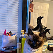 Tabitha is registered to the contest to win money with this photo: cat, siamese_cat, mirror, vanity, brush, bottle, container, collar, bell, table, room, reflection, door, photography, indoor, pet, fur, whiskers, face, curious