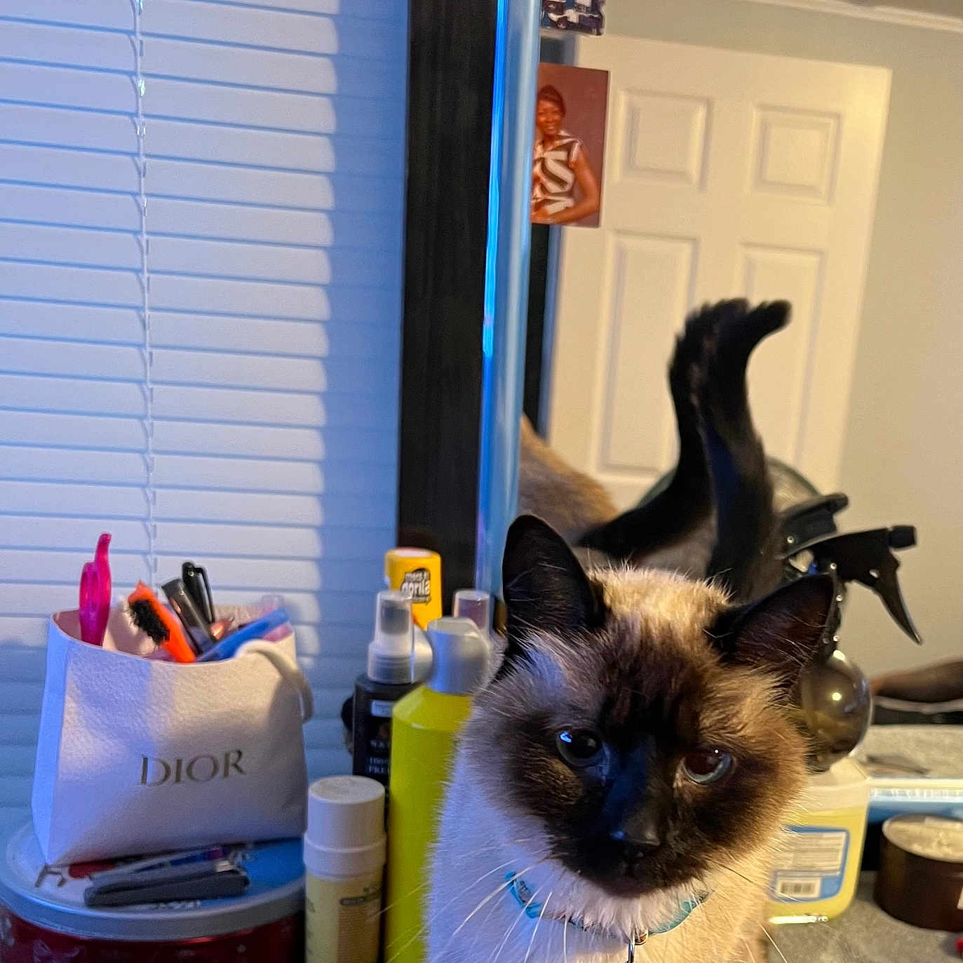 Tabitha is registered to the contest to win money with this photo: bell, bottle, brush, cat, collar, container, curious, door, face, fur, indoor, mirror, pet, photography, reflection, room, siamese_cat, table, vanity, whiskers