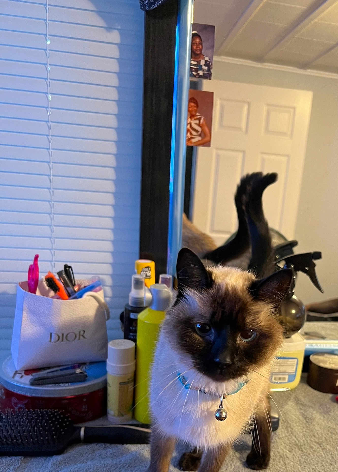 Tabitha is registered to the contest to win money with this photo: cat, siamese_cat, mirror, vanity, brush, bottle, container, collar, bell, table, room, reflection, door, photography, indoor, pet, fur, whiskers, face, curious
