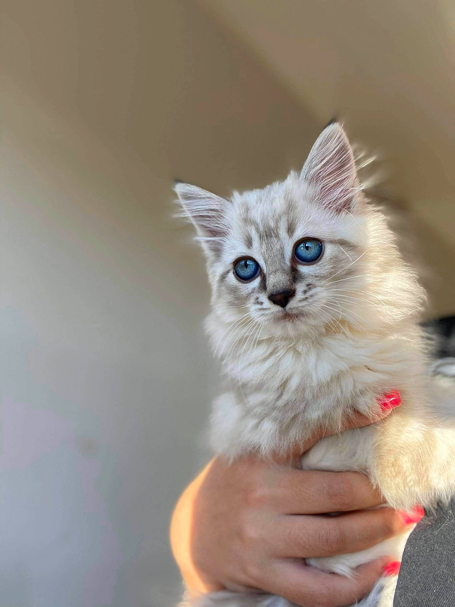 Raven a rejoint le concours — aidez-le/la à gagner de superbes lots ! asian, asian_semi_longhair, british_longhair, british_semi_longhair, carnivore, cat, domestic_long_haired_cat, eye, felidae, kitten, mammal, munchkin, napoleon_cat, ojos_azules, ragamuffin, ragdoll, siberian, small_to_medium_sized_cats, vertebrate, whiskers