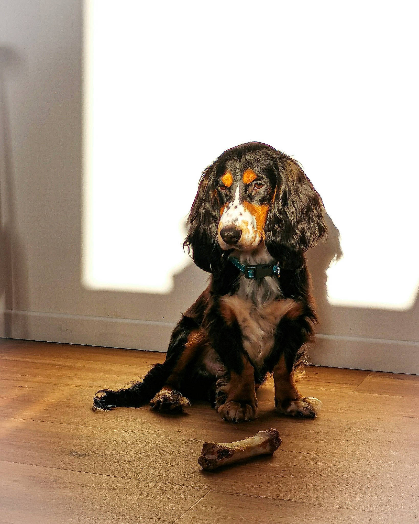 Milow a rejoint le concours — aidez-le/la à gagner de superbes lots ! brown, canidae, carnivore, cocker_spaniel, companion_dog, dog, dog_breed, floor, flooring, fur, hardwood, hound, laminate_flooring, liver, snout, spaniel, sporting_group, varnish, wood_flooring, working_animal