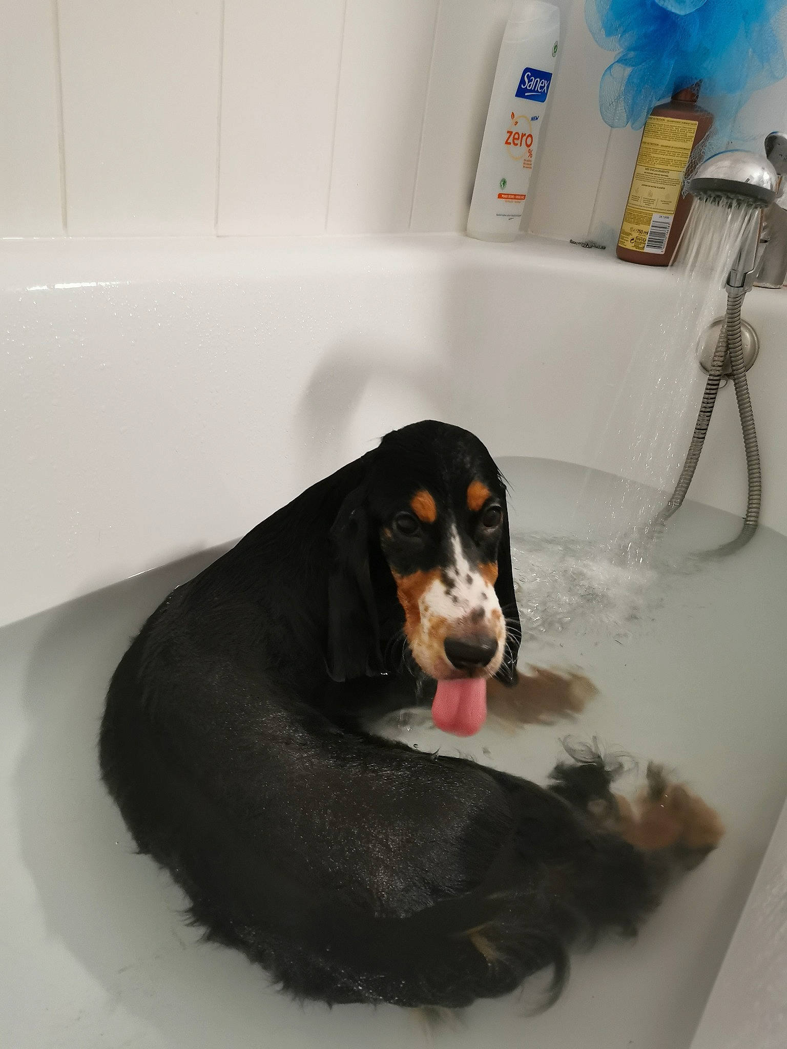 Milow participe au concours pour gagner de l'argent avec cette photo : bathroom, bathtub, bernese_mountain_dog, black, canidae, carnivore, comfort, companion_dog, dog, dog_breed, fluid, fur, hound, plumbing, plumbing_fixture, scent_hound, snout, sporting_group, vertebrate, working_animal