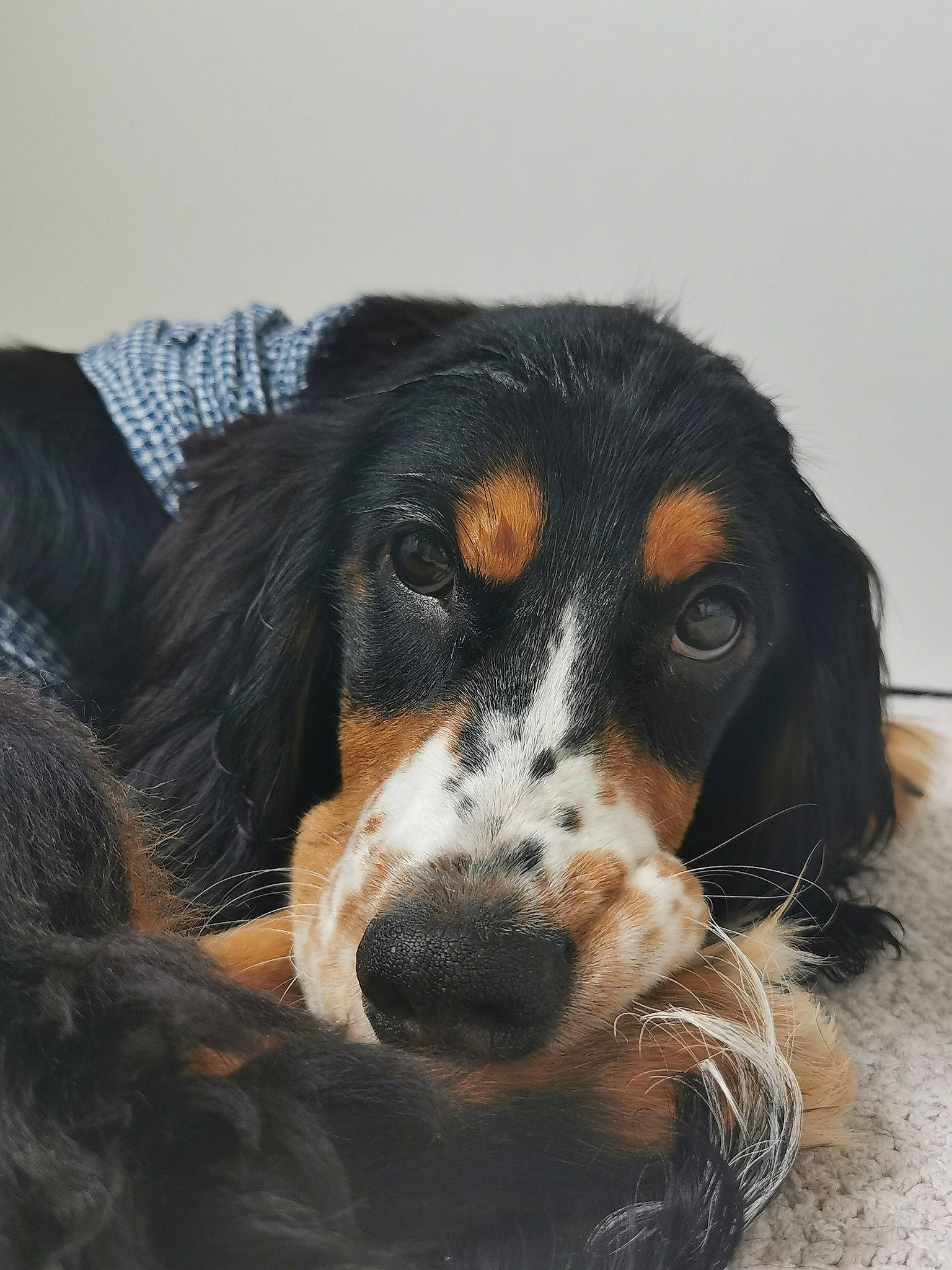 Milow a rejoint le concours — aidez-le/la à gagner de superbes lots ! bernese_mountain_dog, brown, canidae, carnivore, companion_dog, dog, dog_breed, fawn, fur, hound, iris, liver, natural_material, snout, sporting_group, terrestrial_animal, vertebrate, whiskers, working_animal, working_dog