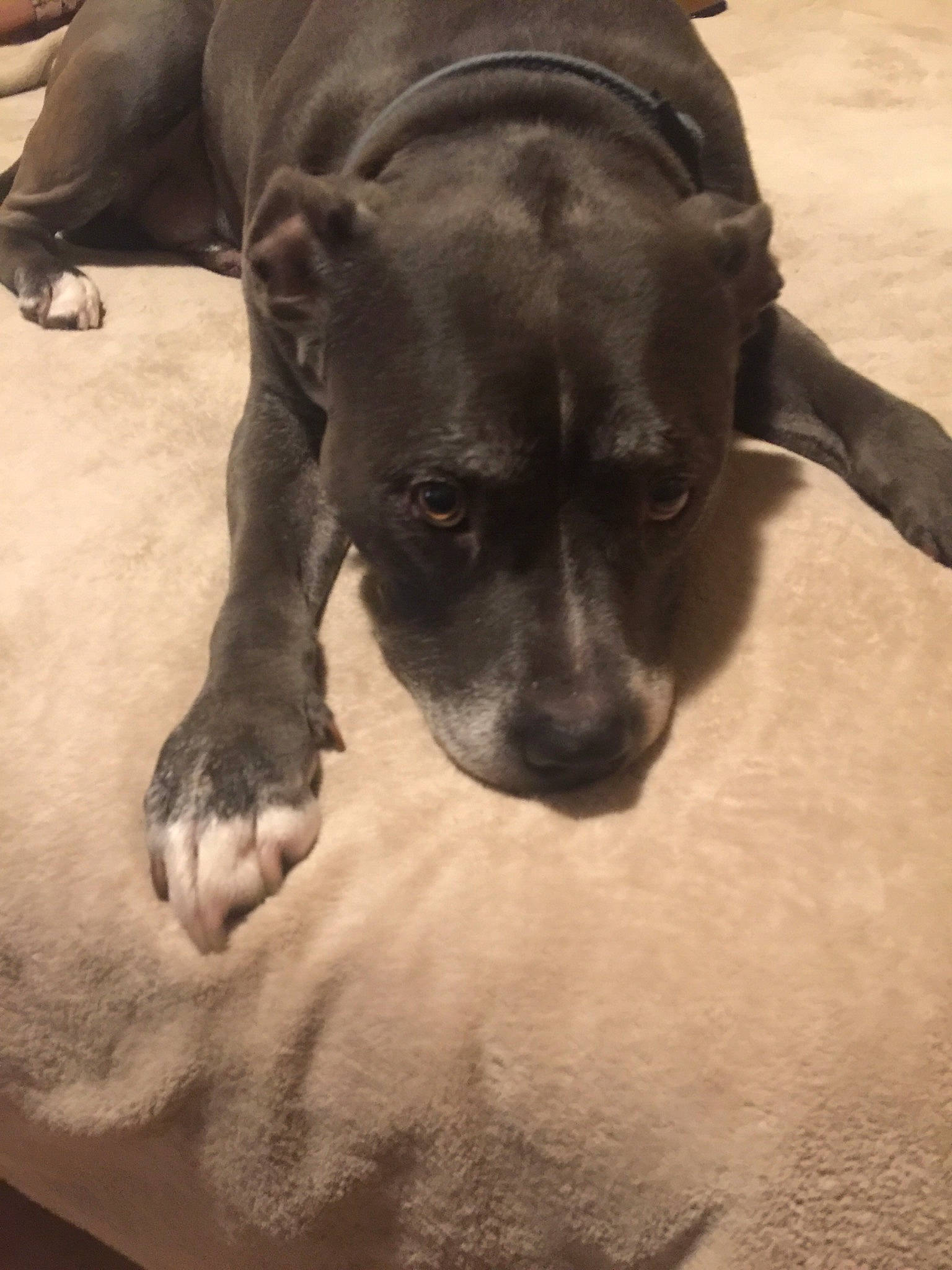 Gordon participe au concours pour gagner de l'argent avec cette photo : alaunt, american_pit_bull_terrier, american_staffordshire_terrier, canidae, carnivore, companion_dog, dog, dog_breed, fawn, mammal, non_sporting_group, pit_bull, puppy, snout, sporting_group, staffordshire_bull_terrier, vertebrate