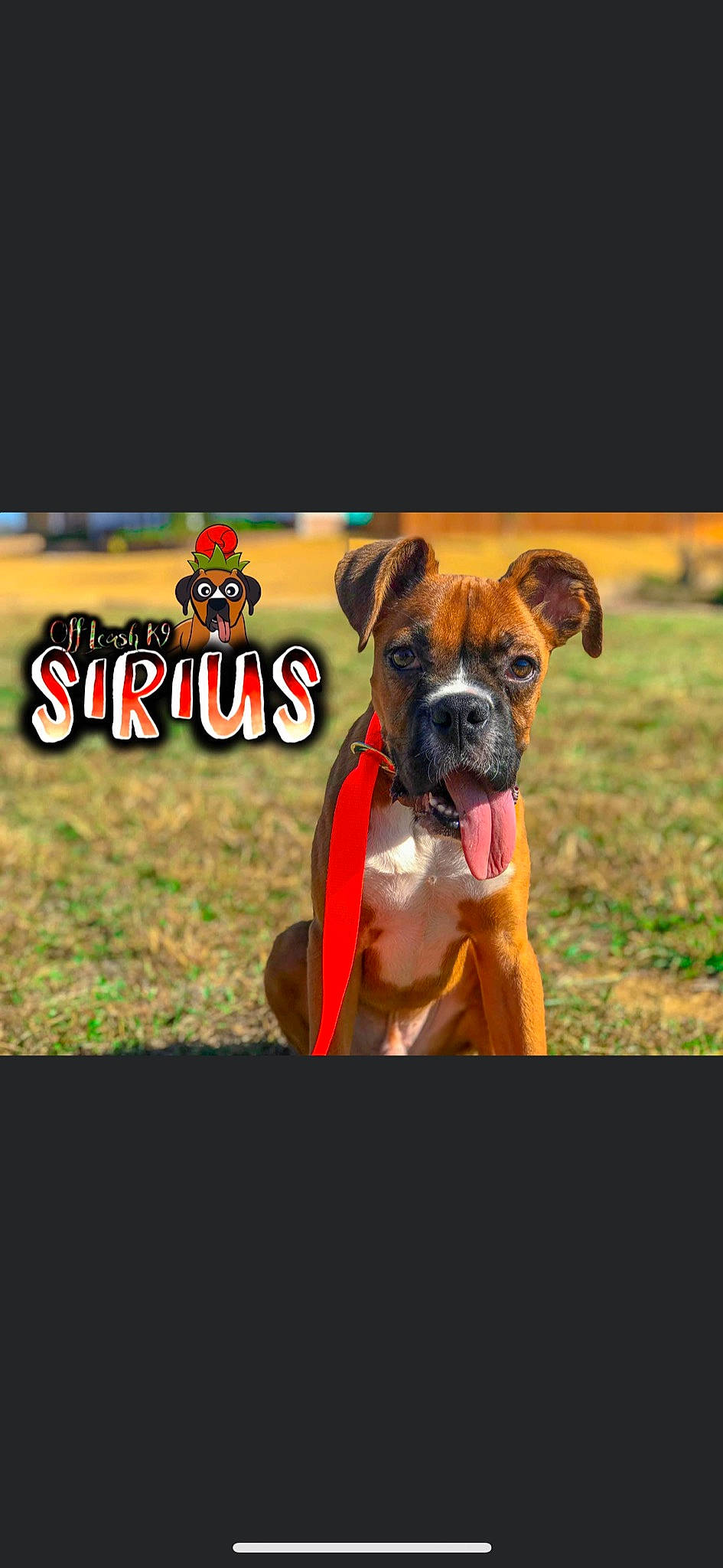 Sirius is registered to the contest to win money with this photo: boxer, canidae, carnivore, collar, companion_dog, dog, dog_breed, fawn, mammal, molosser, non_sporting_group, puppy, snout, sporting_group, vertebrate, working_dog