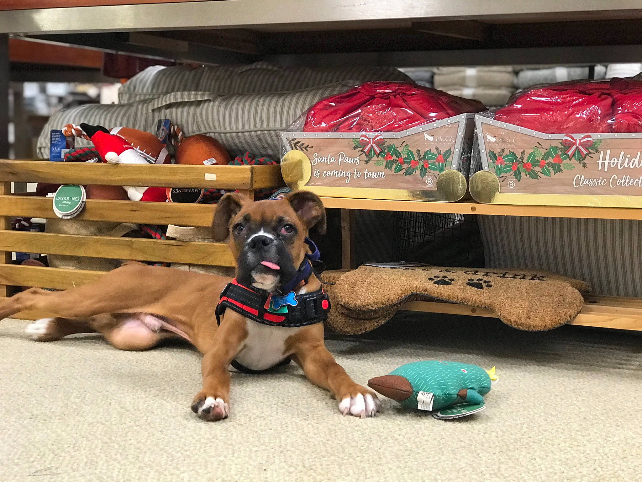 Sirius joined the competition — help win amazing prizes! boxer, canidae, carnivore, dog, dog_breed, dog_collar, dog_toy, fawn, play, puppy, vacation, working_dog