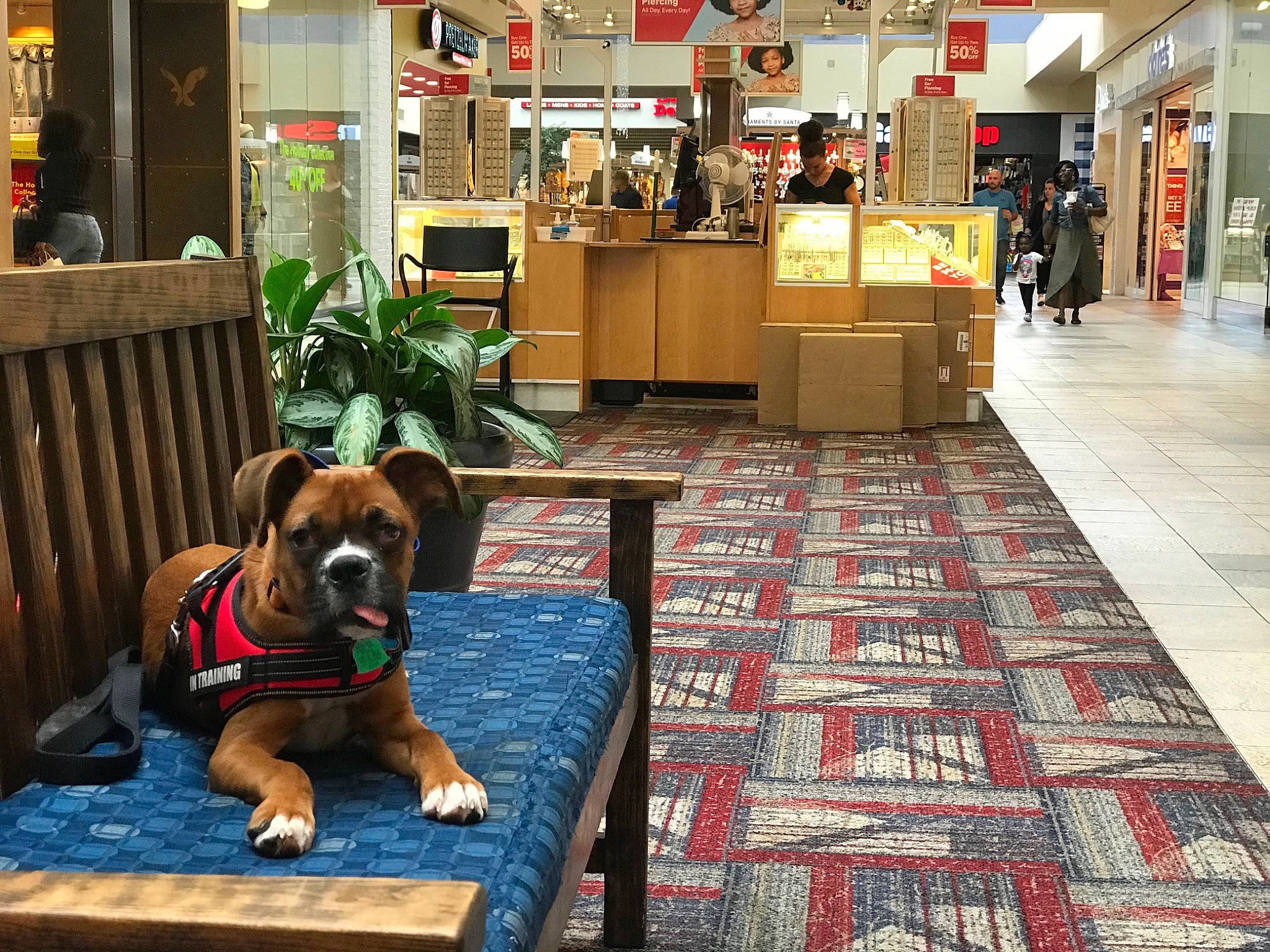 Sirius joined the competition — help win amazing prizes! boxer, canidae, carnivore, city, companion_dog, dog, dog_breed, fawn, floor, flooring, leisure, shopping_mall, sidewalk, sporting_group, street, tile, wood