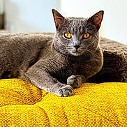 Myrtille a rejoint le concours — aidez-le/la à gagner de superbes lots ! animal, cat, closeup, cozy, cute, domestic_cat, ears, feline, fur, golden_eyes, gray_cat, indoor, mammal, paw, pet, portrait, relaxed, resting, whiskers, yellow_cushion