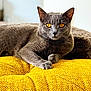 animal, cat, closeup, cozy, cute, domestic_cat, ears, feline, fur, golden_eyes, gray_cat, indoor, mammal, paw, pet, portrait, relaxed, resting, whiskers, yellow_cushion