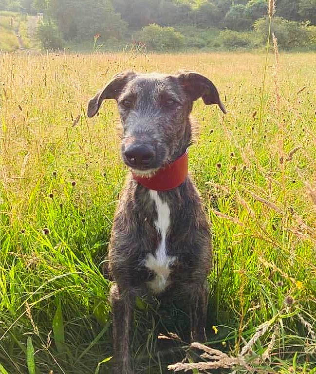 Hector joined the competition — help win amazing prizes! canidae, carnivore, collar, companion_dog, dog, dog_breed, dog_collar, fawn, field, grass, grassland, groundcover, meadow, pasture, plant, prairie, snout, terrestrial_animal, tree, working_animal