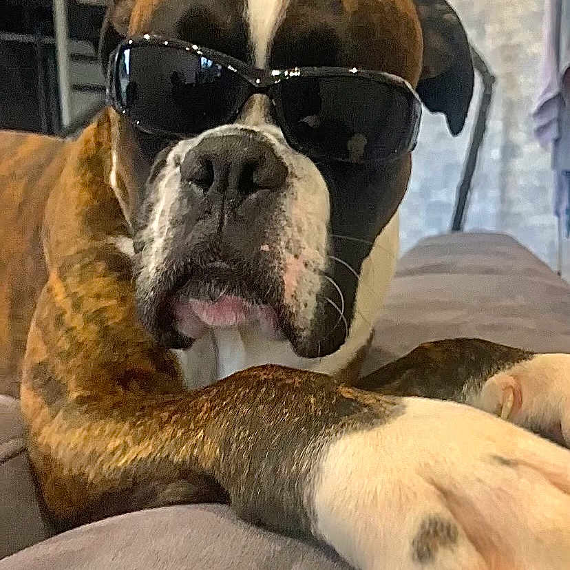 Taïco a rejoint le concours — aidez-le/la à gagner de superbes lots ! accessories, animal, bear, bostonbull, boxer, bulldog, canine, dog, face, frenchbulldog, head, person, pet, pitbull, puppy, rat, rodent, sleeping, snout, sunglasses