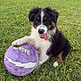 puppy, dog, grass, basketball, purple_ball, tongue_out, happy, playful, outdoor, animal, pet, fur, black_coat, white_coat, brown_coat, paw, field, young_dog, canine, nature