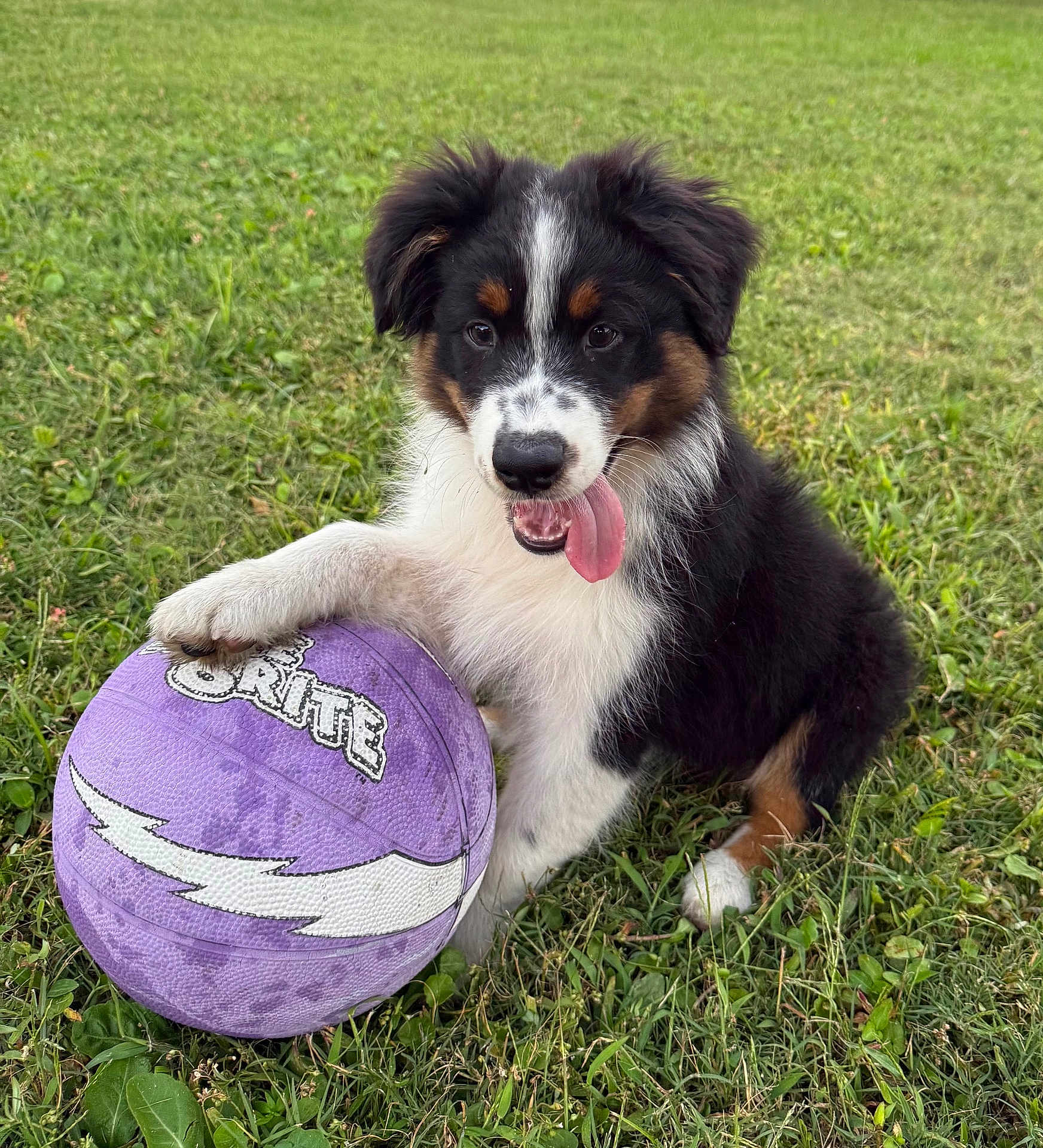 Scout joined the competition — help win amazing prizes! puppy, dog, grass, basketball, purple_ball, tongue_out, happy, playful, outdoor, animal, pet, fur, black_coat, white_coat, brown_coat, paw, field, young_dog, canine, nature