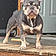 Bruno