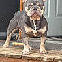 dog, french_bulldog, pet, canine, animal, porch, wooden_floor, ears, face, fur, outdoor, standing, alert, front_legs, paws, door, threshold, window, closeup, expression