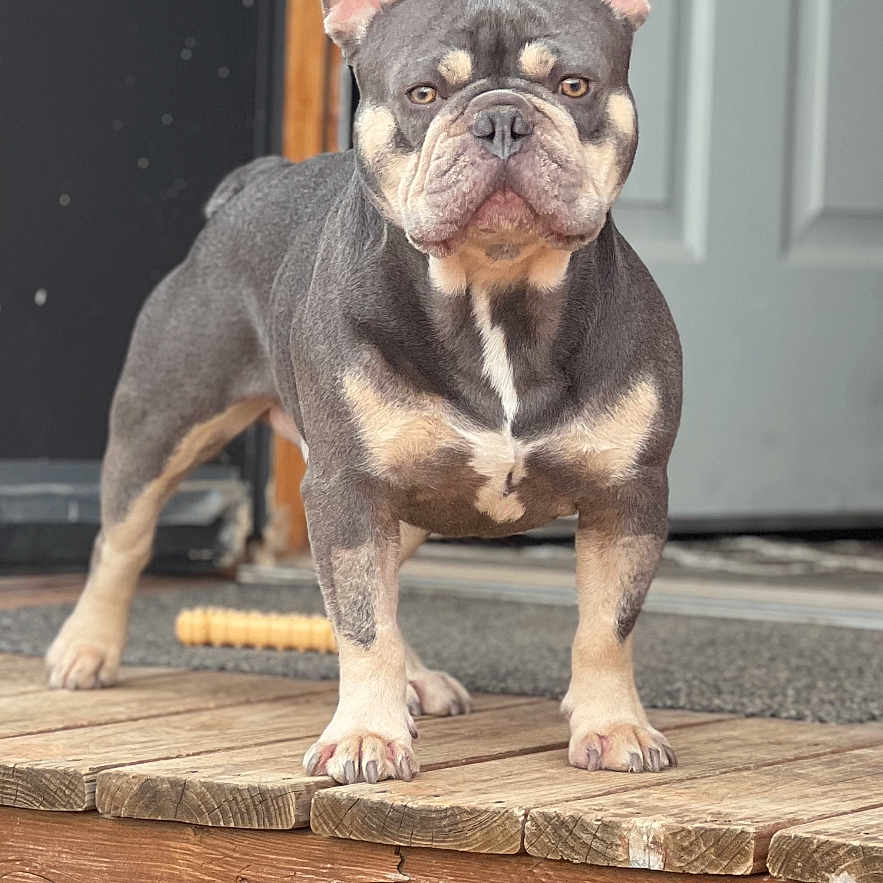 Bruno is registered to the contest to win money with this photo: alert, animal, canine, closeup, dog, door, ears, expression, face, french_bulldog, front_legs, fur, outdoor, paws, pet, porch, standing, threshold, window, wooden_floor