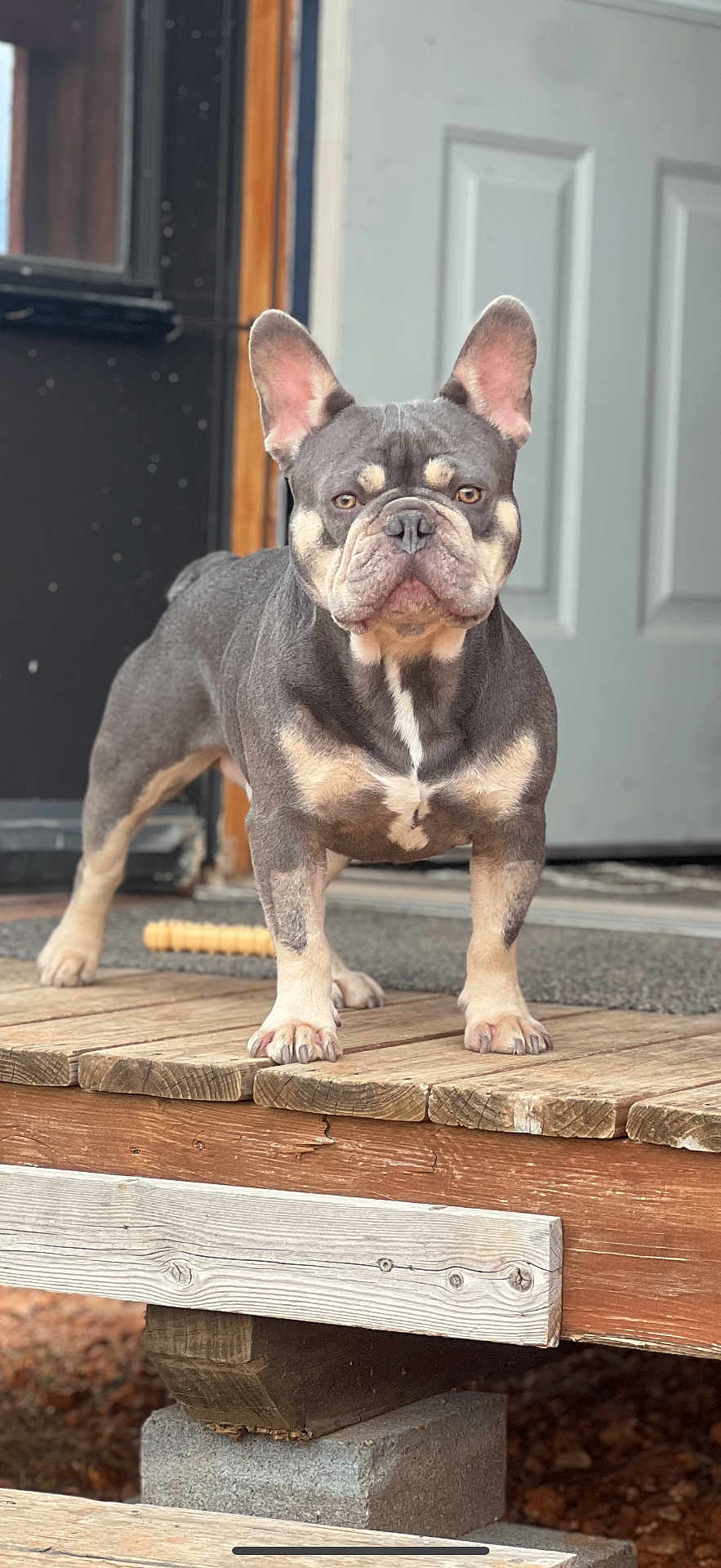 Bruno is registered to the contest to win money with this photo: dog, french_bulldog, pet, canine, animal, porch, wooden_floor, ears, face, fur, outdoor, standing, alert, front_legs, paws, door, threshold, window, closeup, expression