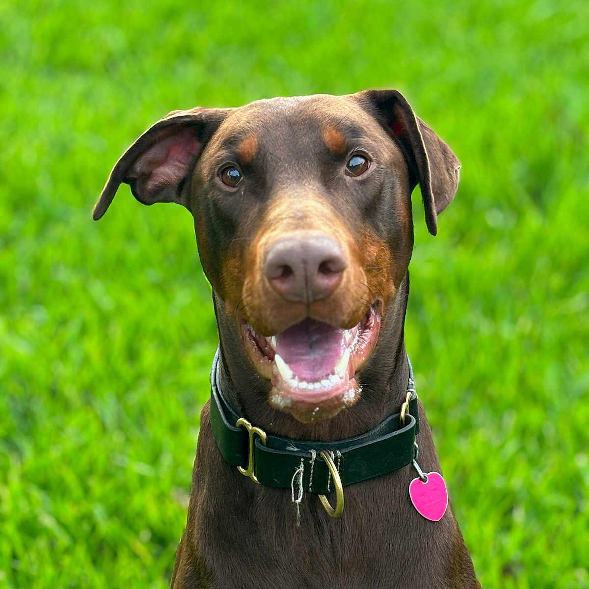 Axel is registered to the contest to win money with this photo: accessories, animal, bodypart, bulldog, canine, collar, dog, field, grass, hound, labradorretriever, lawn, mouth, outdoors, person, pet, plant, pointer, puppy, tongue