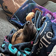 Yoshi joined the competition — help win amazing prizes! dog, blanket, couch, paw, snuggled, relaxed, brown_fur, cozy, indoor, pet, fur, soft_texture, resting, animal, canine, comfort, home, wrapped, colorful, galaxy_pattern