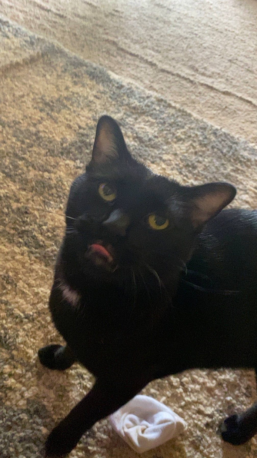 Charcoal is registered to the contest to win money with this photo: black_cat, bombay, carnivore, cat, domestic_short_haired_cat, felidae, fur, grass, grey, sand, shadow, sitting, small_to_medium_sized_cats, snout, soil, tail, terrestrial_animal, tints_and_shades, whiskers