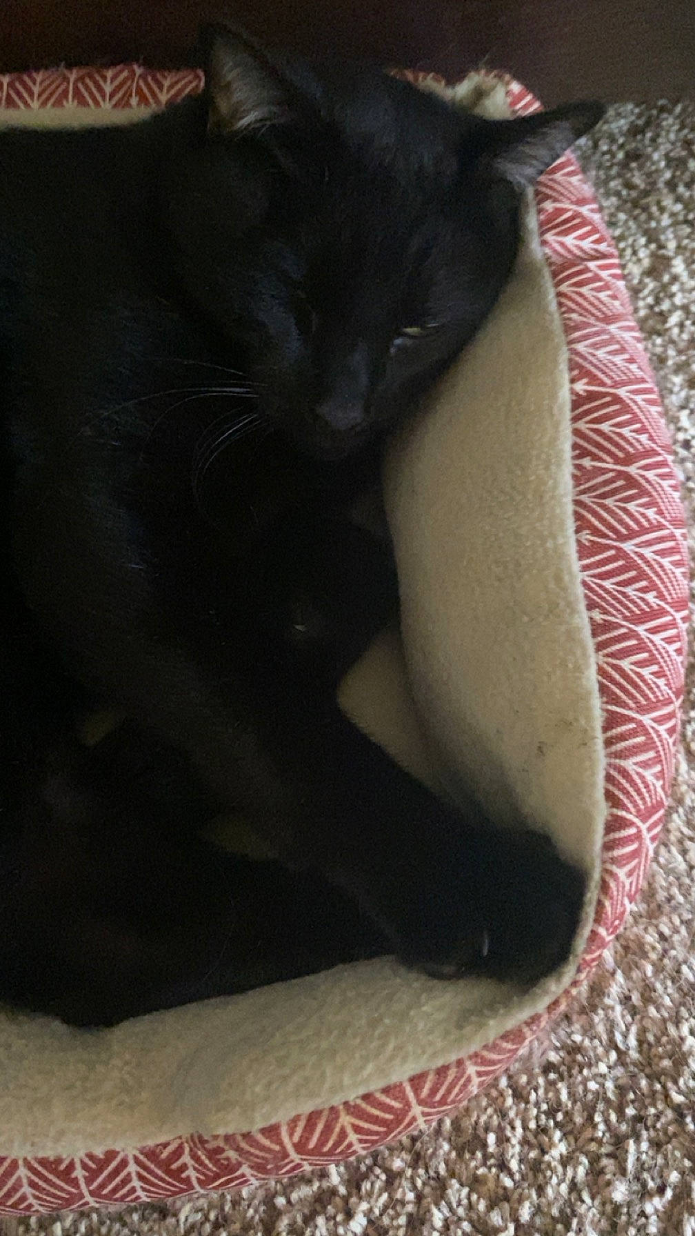 Charcoal joined the competition — help win amazing prizes! black_cat, carnivore, cat, claw, comfort, domestic_short_haired_cat, elbow, felidae, foot, fur, human_leg, paw, shadow, small_to_medium_sized_cats, snout, tail, terrestrial_animal, thigh, tints_and_shades, whiskers