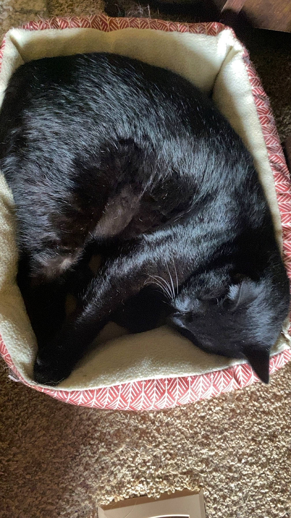 Charcoal is registered to the contest to win money with this photo: black_cat, bombay, canidae, carnivore, cat, cat_supply, claw, comfort, dog_breed, domestic_short_haired_cat, felidae, fur, nap, sleep, small_to_medium_sized_cats, snout, sporting_group, tail, terrestrial_animal, whiskers