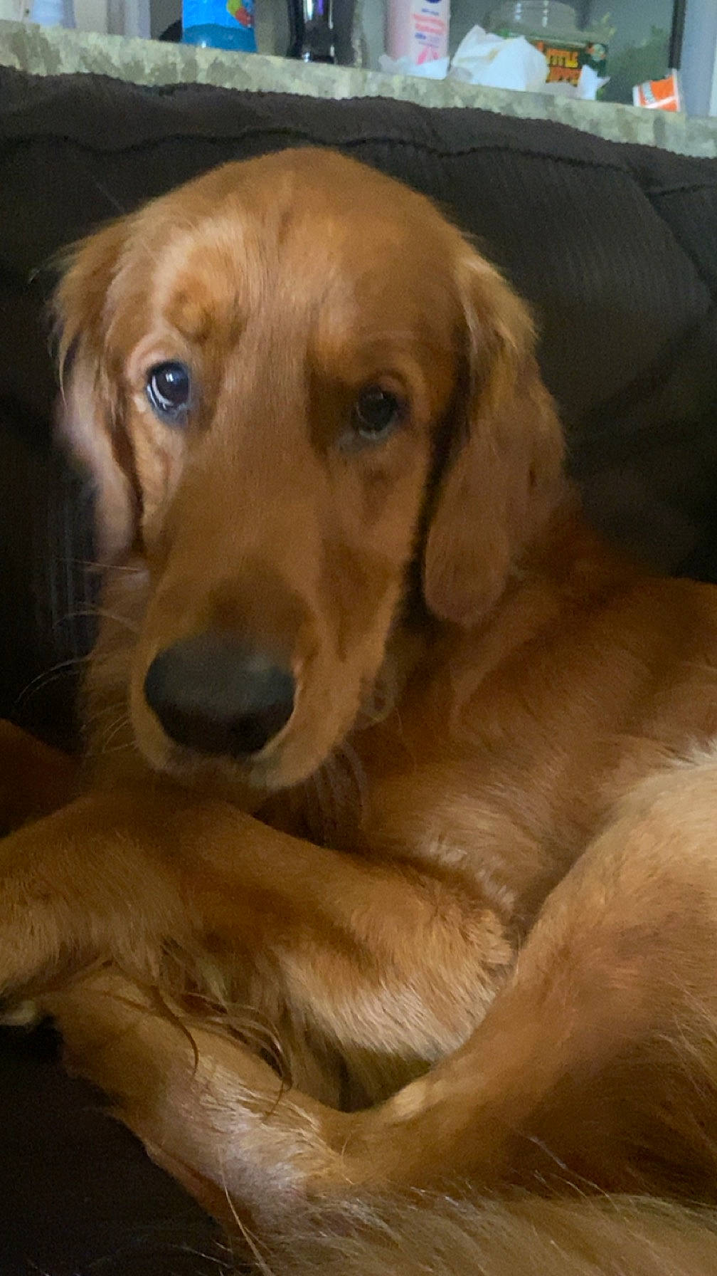 Tuck is registered to the contest to win money with this photo: canidae, carnivore, companion_dog, dog, dog_breed, dog_collar, ear, fawn, fur, golden_retriever, gun_dog, liver, paw, snout, sporting_group, terrestrial_animal, whiskers, wood, working_animal, working_dog