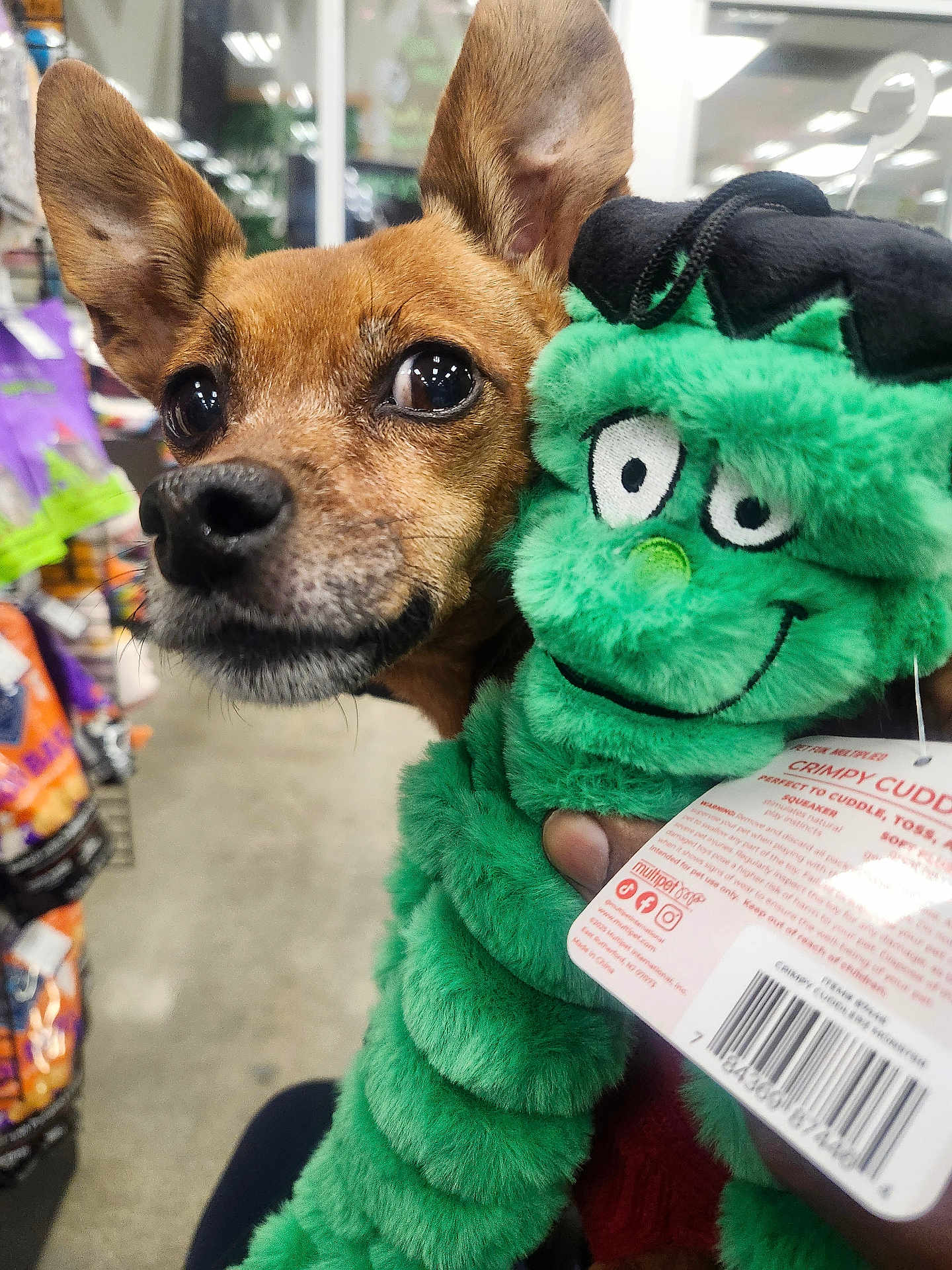 Maewest joined the competition — help win amazing prizes! dog, small_dog, brown_dog, ears, close_up, plush_toy, green_toy, smiling_toy, pet_store, shelf, packaging, indoor, hand, barcode, tag, toy_label, curious, animal, cute, pet