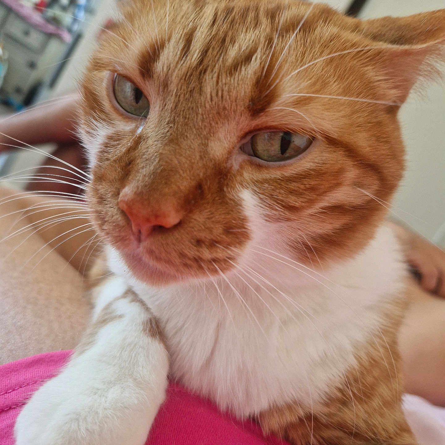 Simba participe au concours pour gagner de l'argent avec cette photo : cat, ginger_cat, white_paw, close_up, indoor, pet, whiskers, fur, resting, relaxed, pink_cloth, animal, domestic_cat, cute, face, portrait, feline, soft_focus, background_blur, cozy