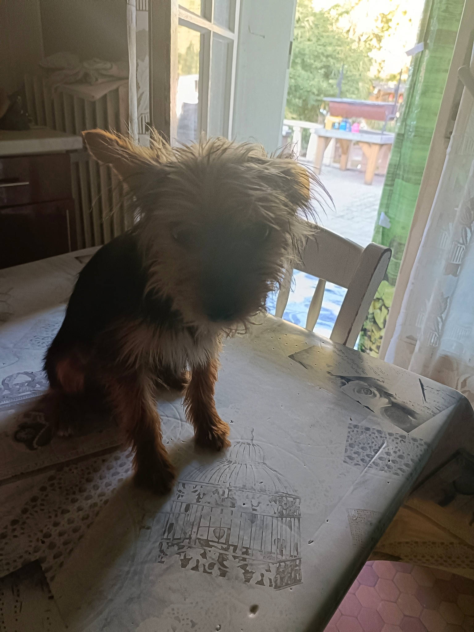 Chocolat participe au concours pour gagner de l'argent avec cette photo : building, carnivore, companion_dog, dog, dog_breed, floor, flooring, hardwood, house, liver, mammal, plant, small_terrier, tail, terrier, toy_dog, tree, water_dog, window, wood