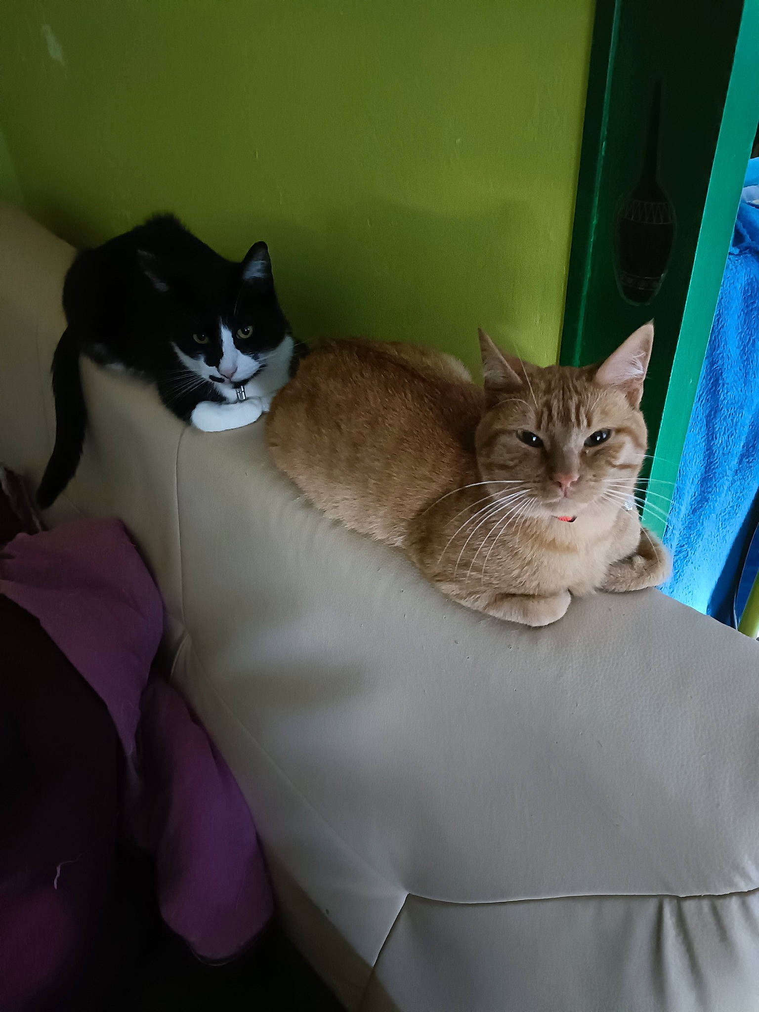 Caramel participe au concours pour gagner de l'argent avec cette photo : carnivore, cat, cat_supply, comfort, domestic_short_haired_cat, felidae, fur, grey, pet_supply, sitting, small_to_medium_sized_cats, tail, terrestrial_animal, whiskers, window, wood