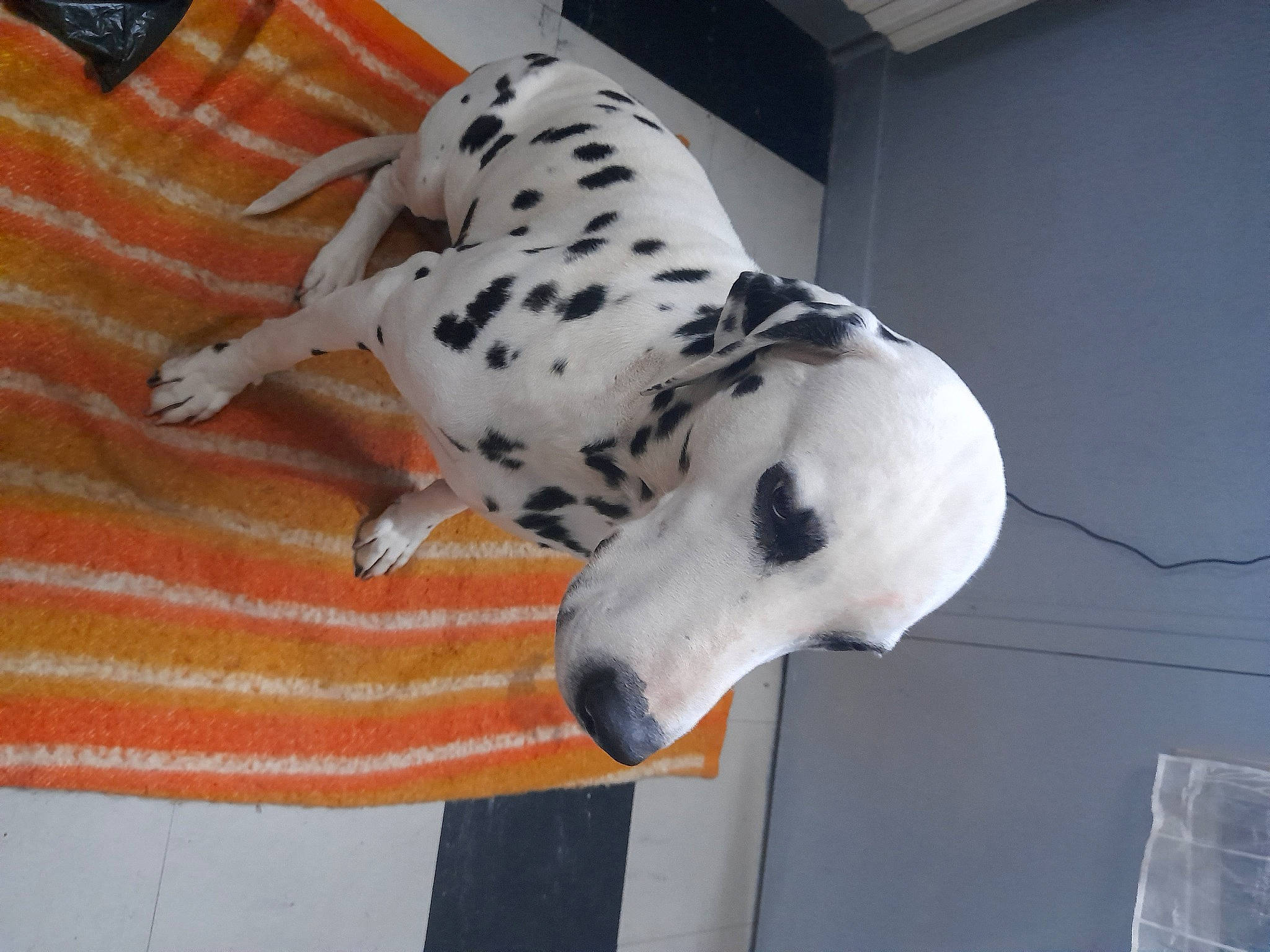 Janko a rejoint le concours — aidez-le/la à gagner de superbes lots ! canidae, carnivore, collar, companion_dog, dalmatian, dog, dog_breed, dog_collar, dog_supply, fawn, guard_dog, non_sporting_group, paw, pet_supply, snout, sporting_group, terrestrial_animal, whiskers, working_animal, working_dog