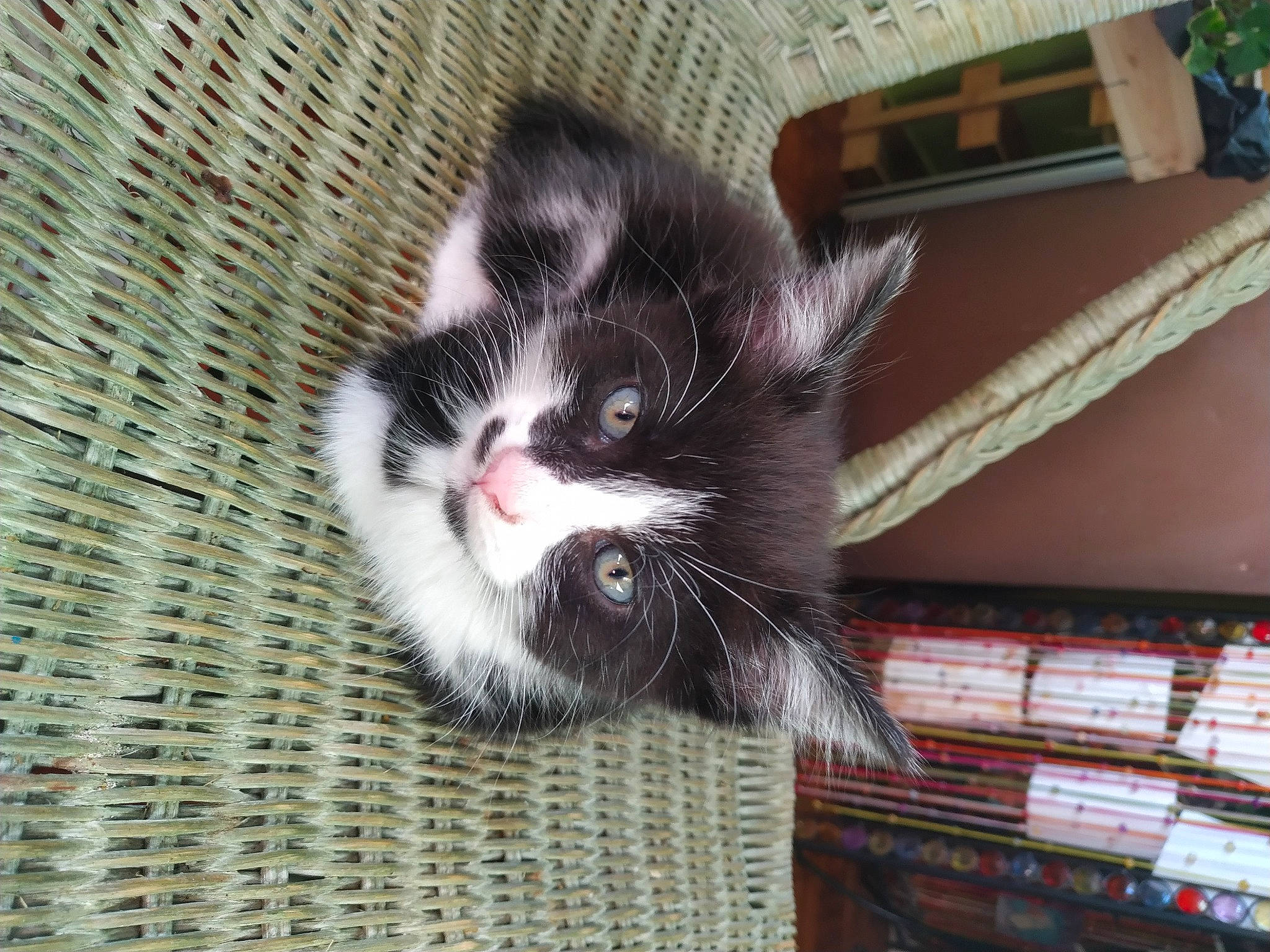 Reglisse participe au concours pour gagner de l'argent avec cette photo : asian, carnivore, cat, claw, domestic_short_haired_cat, european_shorthair, felidae, kitten, mammal, norwegian_forest_cat, polydactyl_cat, small_to_medium_sized_cats, snout, whiskers