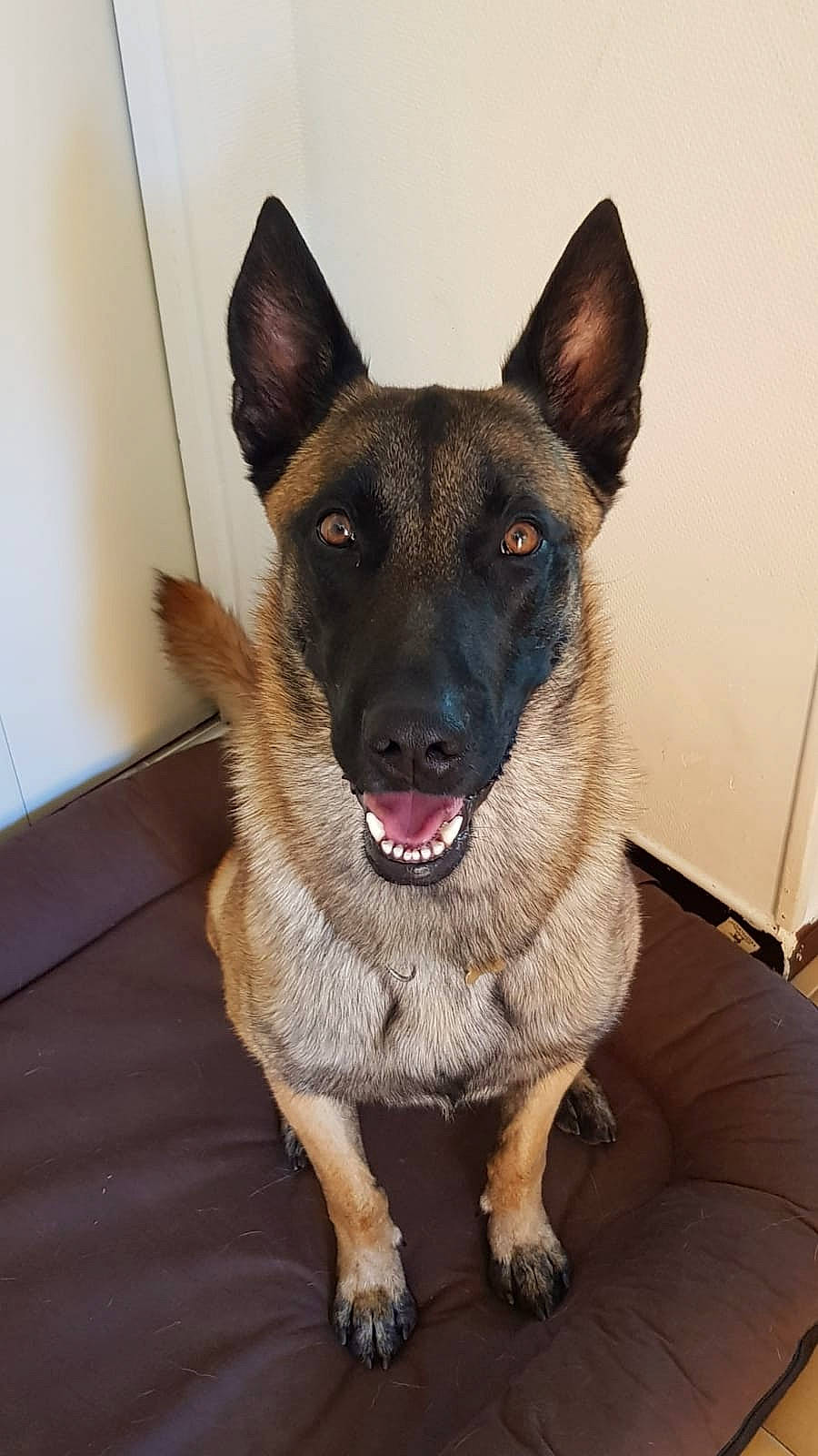 Odyn a rejoint le concours — aidez-le/la à gagner de superbes lots ! canidae, carnivore, collar, companion_dog, dog, dog_breed, dog_collar, dog_supply, east_european_shepherd, fawn, flooring, fur, german_shepherd_dog, herding_dog, jaw, snout, sporting_group, whiskers, wood, working_animal