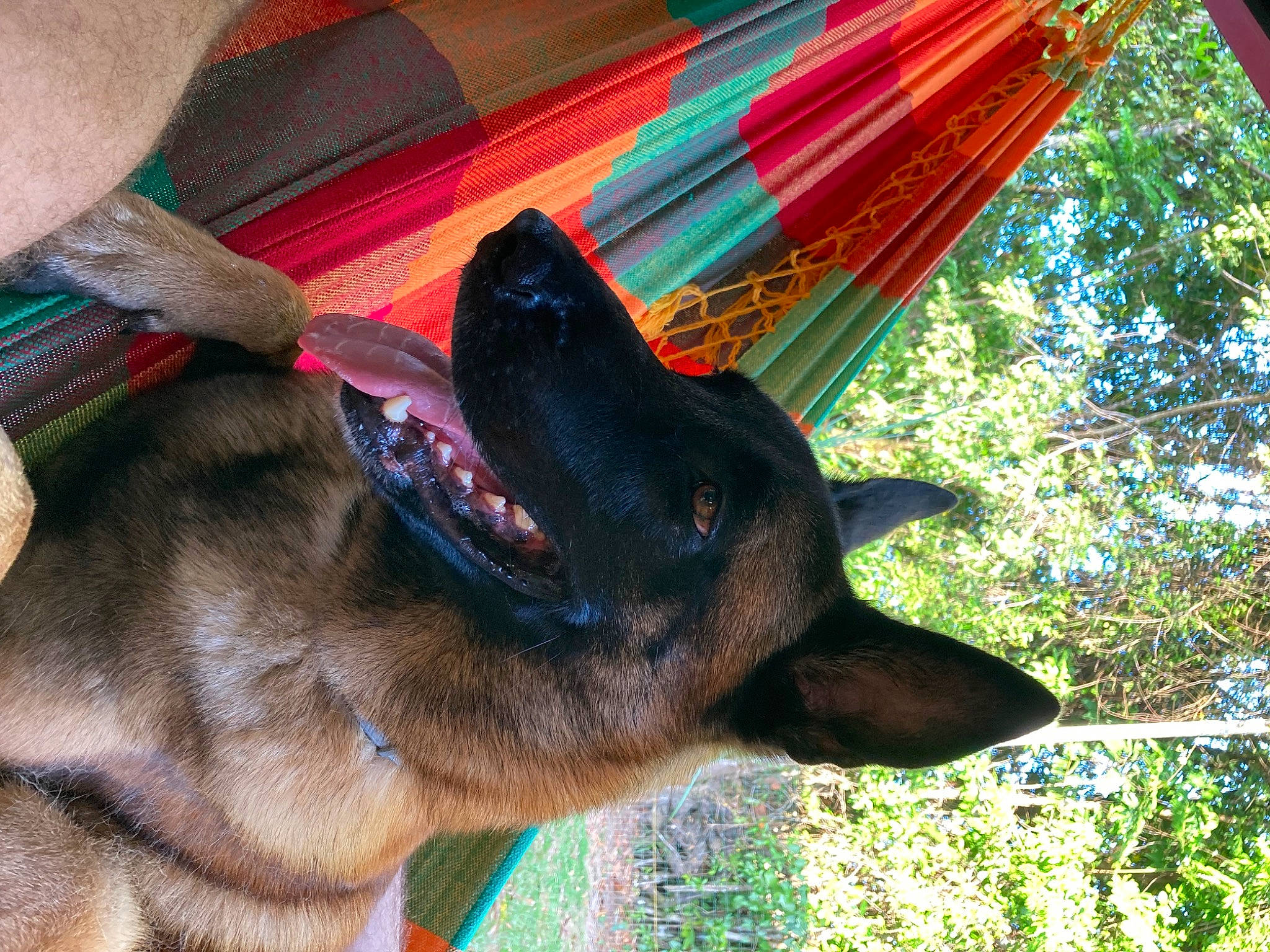 Odyn participe au concours pour gagner de l'argent avec cette photo : canidae, carnivore, collar, dog, dog_breed, electric_blue, fashion_accessory, fawn, fur, liver, magenta, plant, snout, sporting_group, terrestrial_animal, tints_and_shades, tree, umbrella, wildlife, working_animal