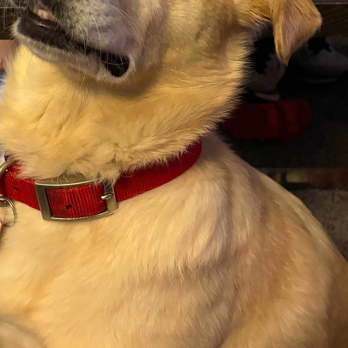 Lucy joined the competition — help win amazing prizes! animal, brown_eyes, canine, close_up, collar, curious, dog, domestic_animal, ear, fur, indoor, light_color, looking_up, mammal, nose, pet, red_collar, sitting, snout, whiskers