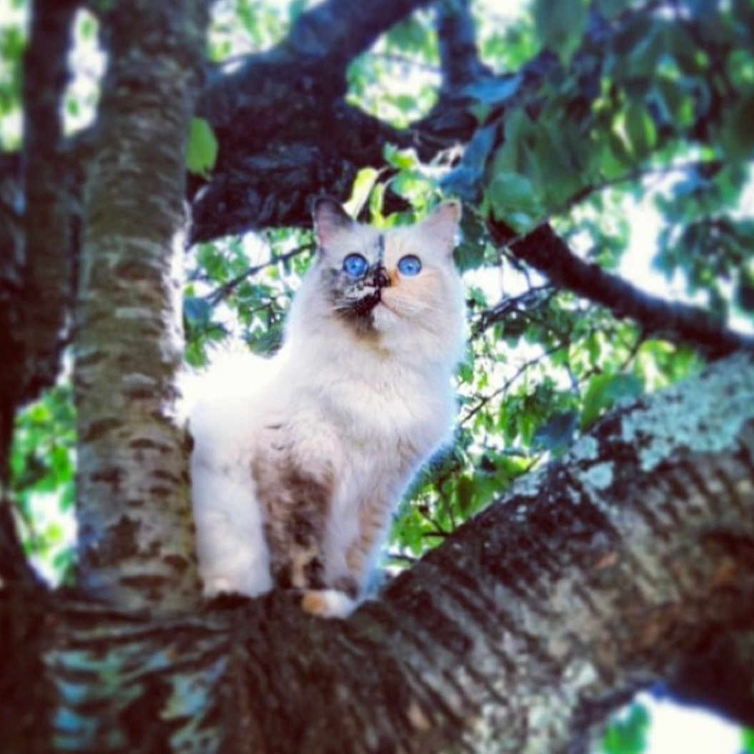 Elya