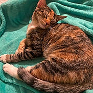 Chanel joined the competition — help win amazing prizes! cat, tabby_cat, sleeping, cozy, blanket, turquoise, fur, whiskers, paw, tail, pet, domestic_animal, relaxation, indoor, cute, animal, mammal, resting, feline, soft