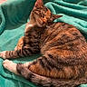 cat, tabby_cat, sleeping, cozy, blanket, turquoise, fur, whiskers, paw, tail, pet, domestic_animal, relaxation, indoor, cute, animal, mammal, resting, feline, soft