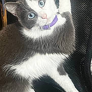 Moi is registered to the contest to win money with this photo: animal, black_mesh, blue_eyes, cat, chair, close_up, curious, cute, domestic_cat, feline, fur, gray_and_white, indoor, looking_up, paw, pet, pet_accessory, purple_collar, sitting, whiskers