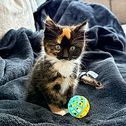 Zambeanie is registered to the contest to win money with this photo: kitten, cat, calico_cat, tortoiseshell, pet, ball_toy, blanket, couch, cozy, whiskers, fur, green_eyes, indoor, portrait, sitting, playful, paw, living_room, soft, toy