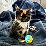 kitten, cat, calico_cat, tortoiseshell, pet, ball_toy, blanket, couch, cozy, whiskers, fur, green_eyes, indoor, portrait, sitting, playful, paw, living_room, soft, toy