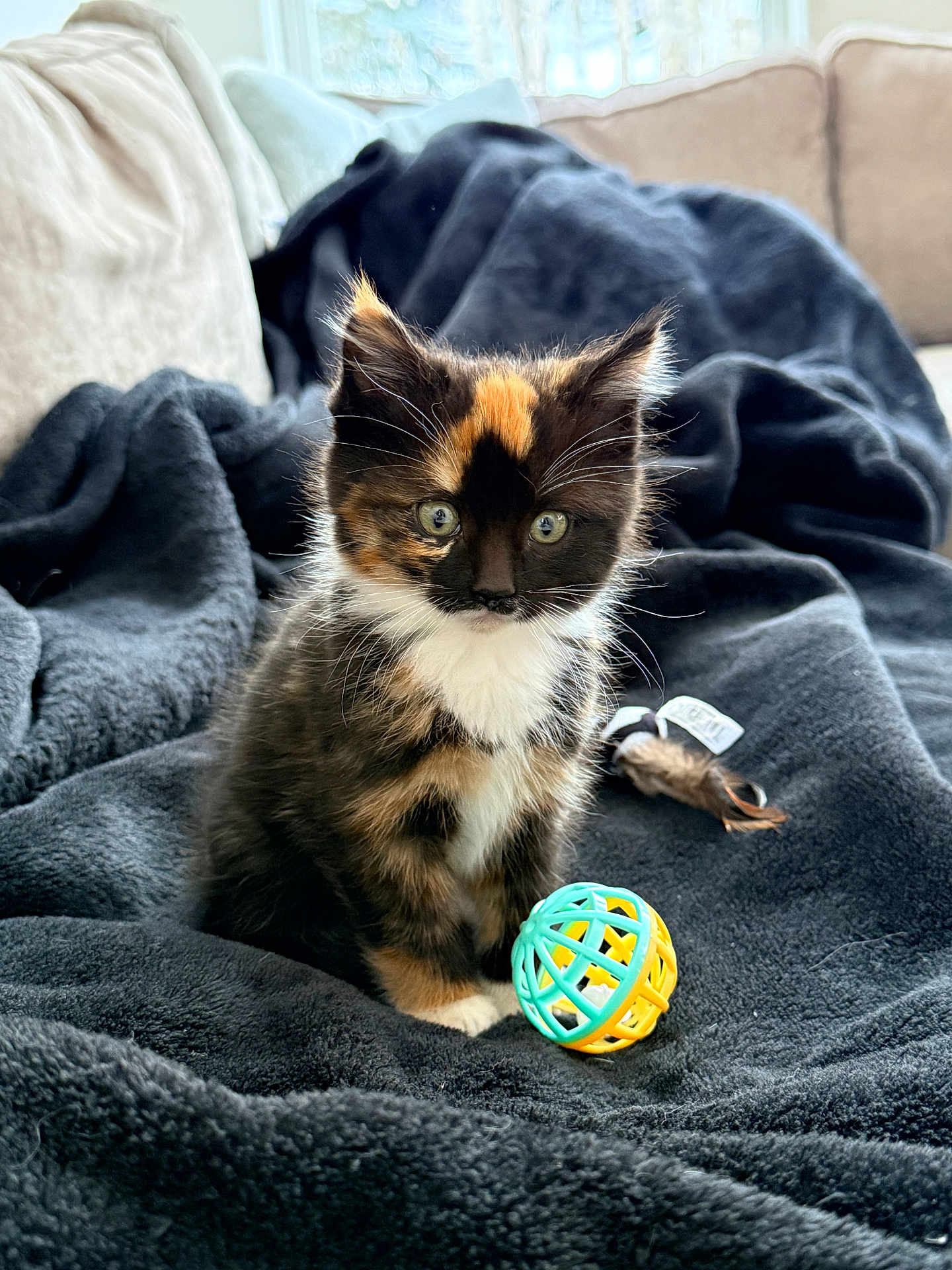 Zambeanie is registered to the contest to win money with this photo: kitten, cat, calico_cat, tortoiseshell, pet, ball_toy, blanket, couch, cozy, whiskers, fur, green_eyes, indoor, portrait, sitting, playful, paw, living_room, soft, toy