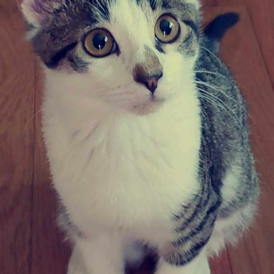 Wicket